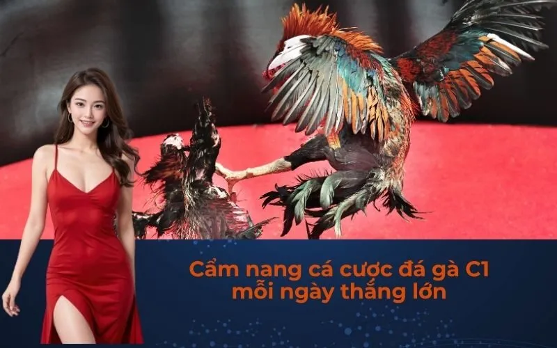 Cẩm nang cá cược đá gà C1 mỗi ngày thắng lớn