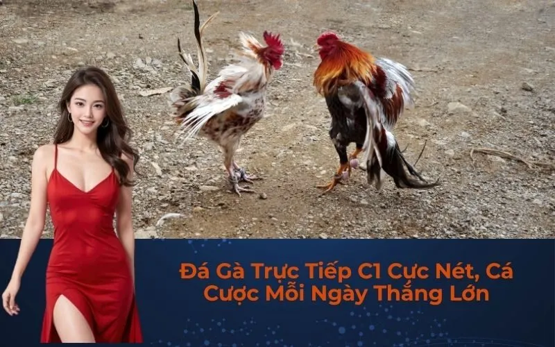 Đá Gà Trực Tiếp C1 Cực Nét, Cá Cược Mỗi Ngày Thắng Lớn