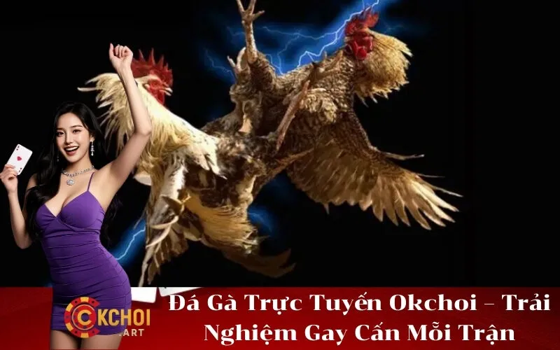 Đá Gà Trực Tuyến Okchoi – Trải Nghiệm Gay Cấn Mỗi Trận