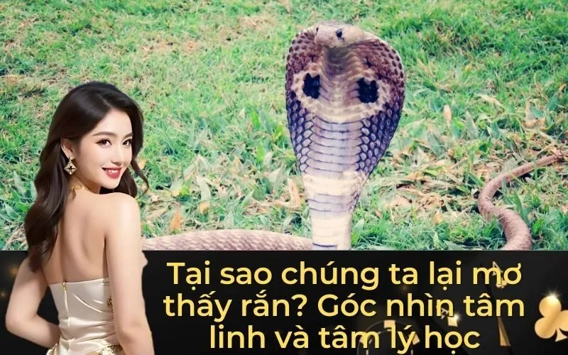 Tại sao chúng ta lại mơ thấy rắn? Góc nhìn tâm linh và tâm lý học